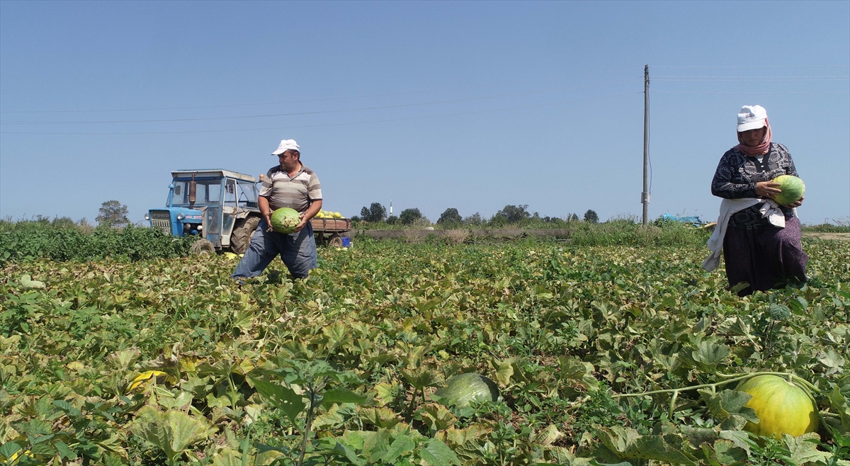 Tosuner, geçen yıl dönüm başına 3,5-4 ton ürün elde edildiğini, bu sezon ise verimin yaklaşık 5 ton olmasının beklendiğini kaydetti.