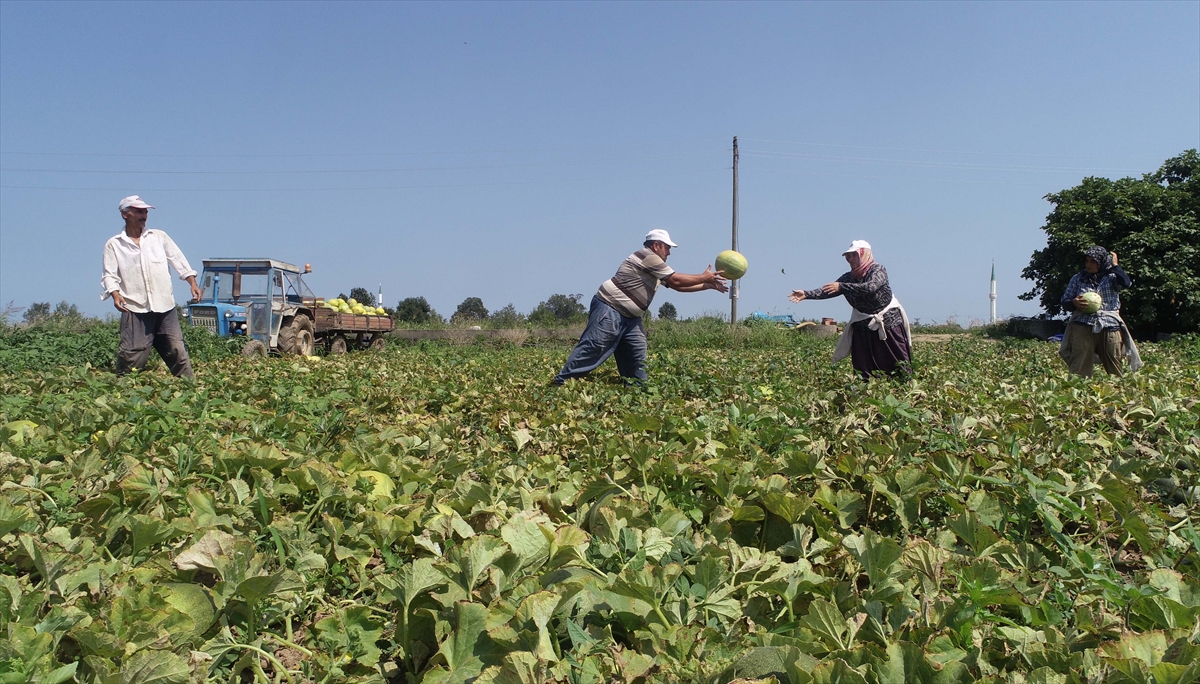 Bafra`da 40 dönüm alanda kavun üreten Ahmet Usta da ürünü tarlada kilogramı 1 liradan sattığını ancak beklentilerinin 1,5 lira olduğunu ifade etti.