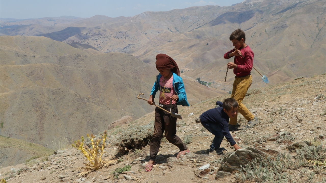Yırtılan ayakkabı ve terliklerden yaptıkları düzenek ile çekirge avlayan kardeşler, yavruları besliyor, onların gün boyu bakımını yapıyor.