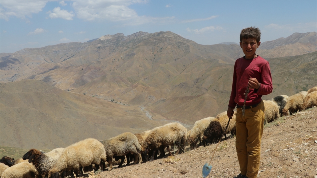 Yaylada bu yıl annesiz kalan keklikleri beslediklerini dile getiren Sala, "Koyunlarımızı otlatıyoruz, ayrıca keklikleri besliyor onlar için çekirge topluyoruz." diye konuştu.