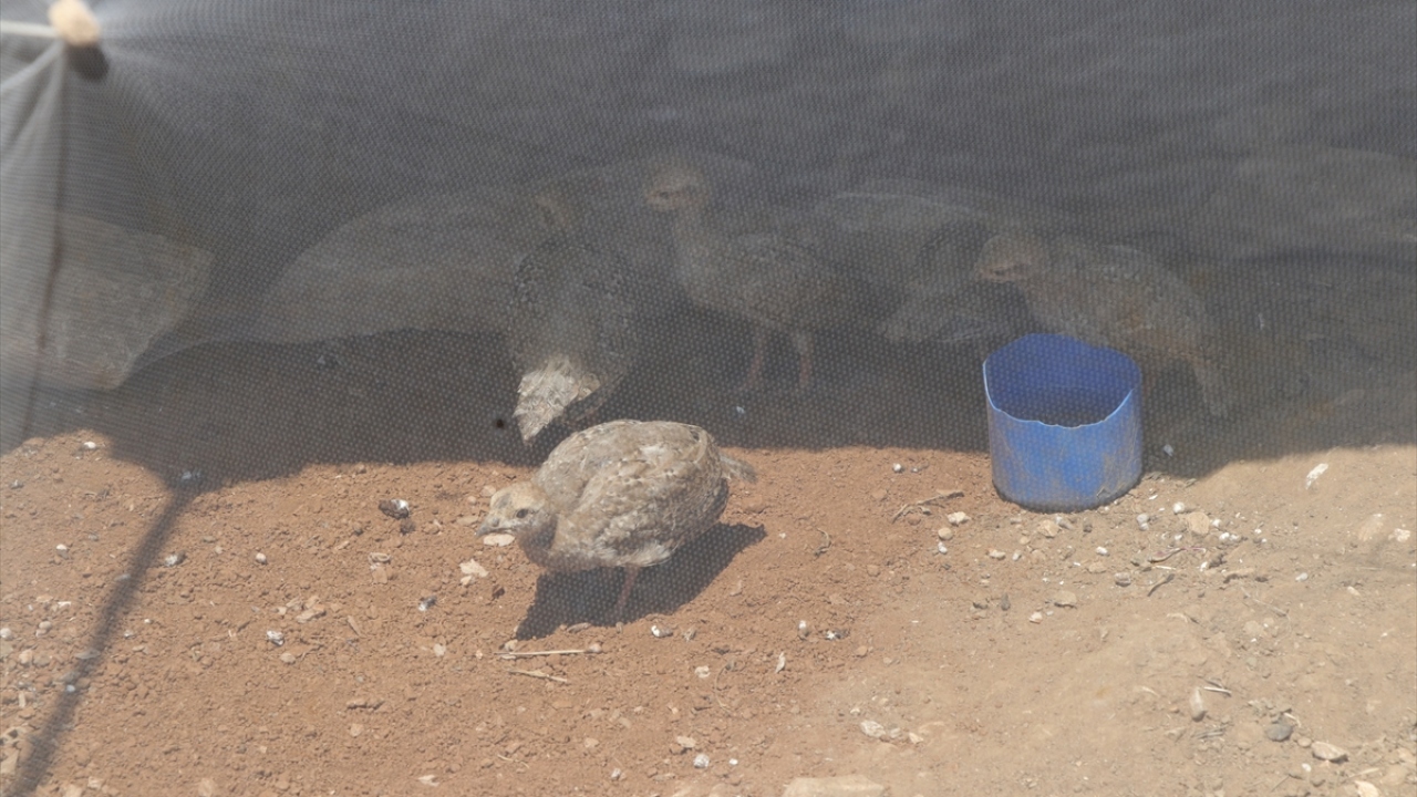 Okulların tatil olmasının ardından ailesiyle yaylaya geldiğini dile getiren Meral Sala da burada zamanın çok güzel geçtiğini söyledi.