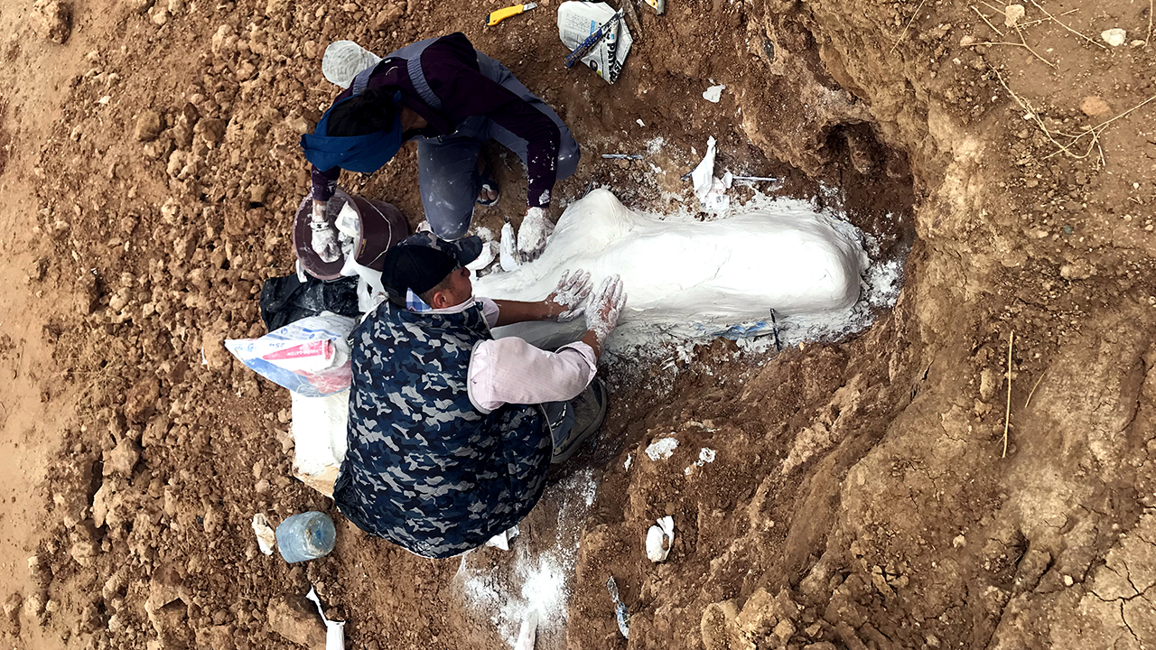 Anadolu`da "Üst Miyosen" dönemini içeren, yaklaşık 7 milyon yıl önceki doğa tarihinin araştırıldığı kazılarda fil, zürafa, primat, maymun, gergedan, at ve kedi kemiklerinin de aralarında olduğu 2 bine yakın hayvan fosili gün yüzüne çıkarıldı.