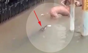 Hindistan'da sele kapılan timsah bir köpeğe saldırdı