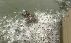 Sayısı artan Asya sazanlarını elektroşok ile avladılar