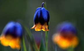 Türkiye'nin tıbbi ve aromatik bitki zenginliği