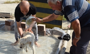 Sıcaktan bunalan sokak köpekleri onun ellerinde serinliyor