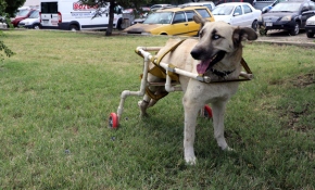 Plastik borularla yapılan yürüteç ayakları oldu
