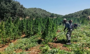 Diyarbakır'da 420 bin 100 kök Hint keneviri ele geçirildi