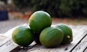 Alanya avokadosunun ihracatı bu yıl erken başladı