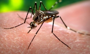 Tarihte en fazla insan ölümüne sivrisinekler sebep oldu