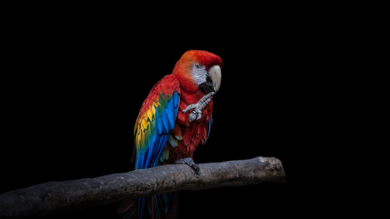 Kurtarılan hayvanlar arasında kırmızı Macaw papağanı da yer alıyor.