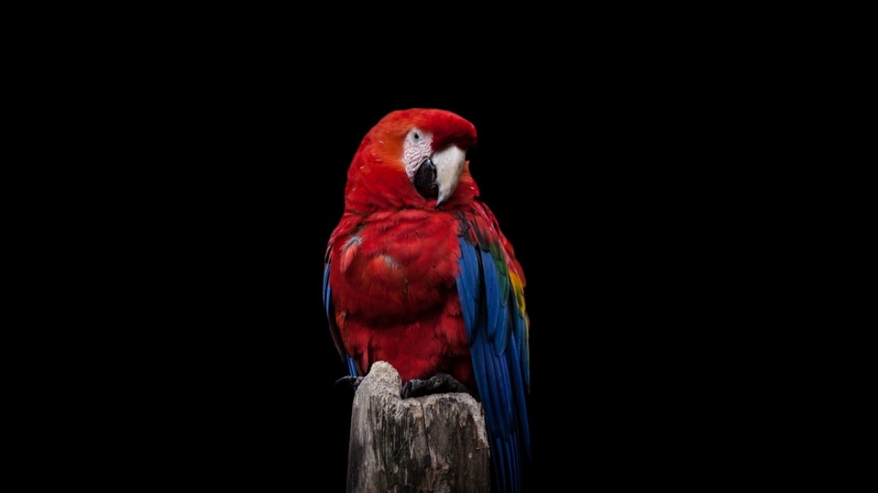 Kurtarılan hayvanlar arasında kırmızı Macaw papağanı da yer alıyor.