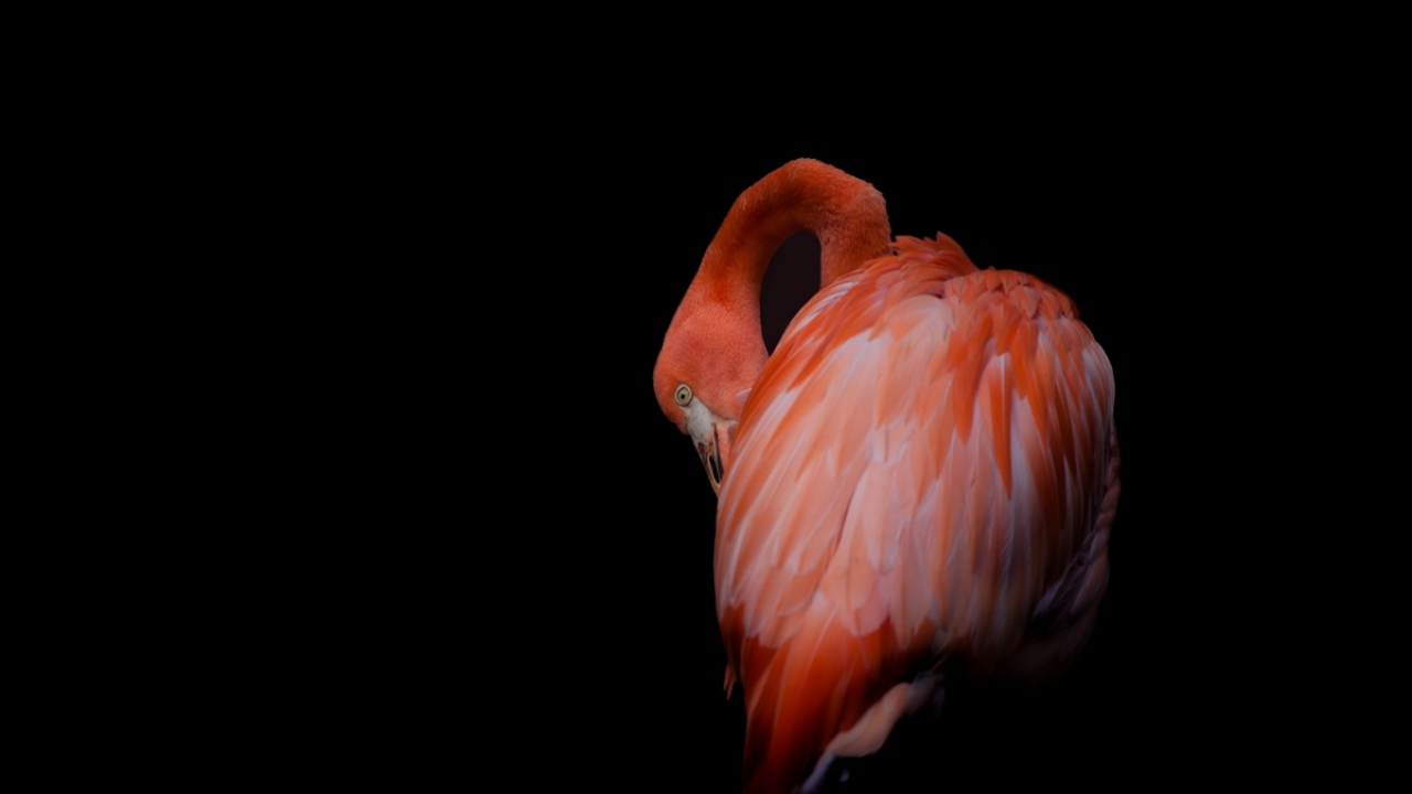 Kurtarılan hayvanlar arasında bir flamingo da yer alıyor.