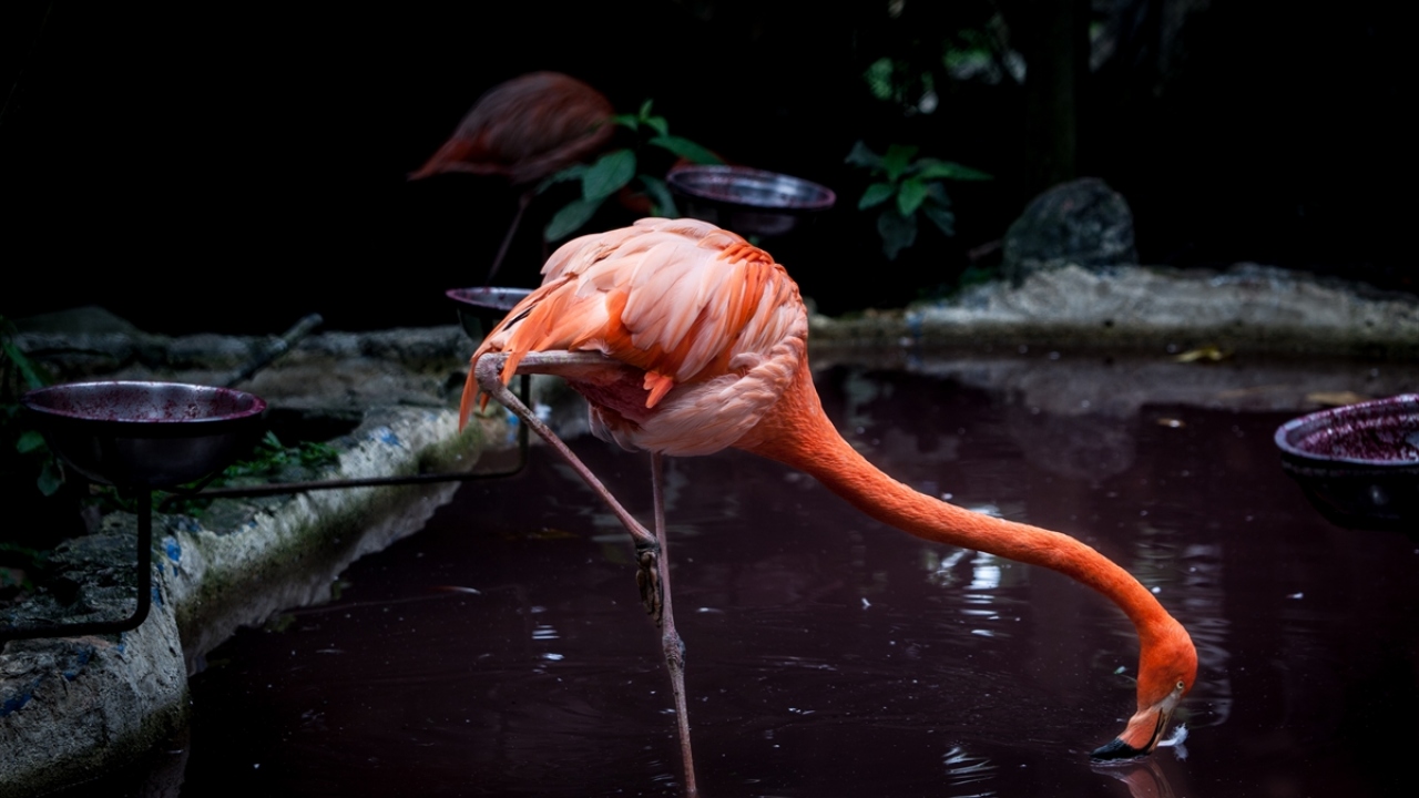Kurtarılan hayvanlar arasında bir flamingo da yer alıyor.