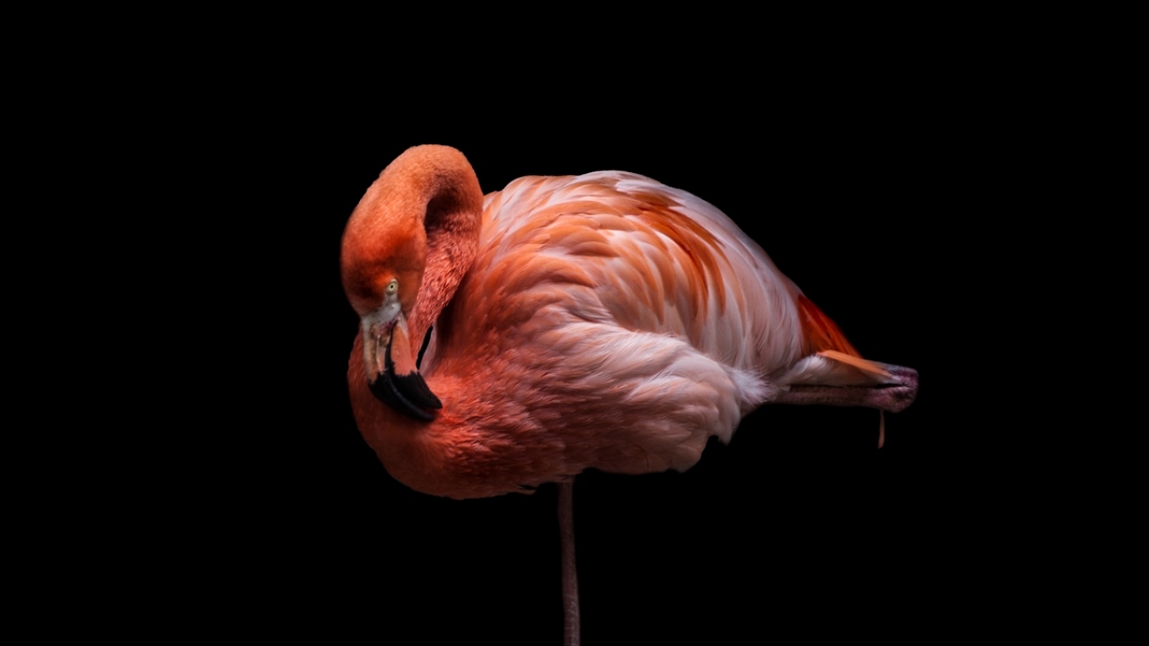 Kurtarılan hayvanlar arasında bir flamingo da yer alıyor.