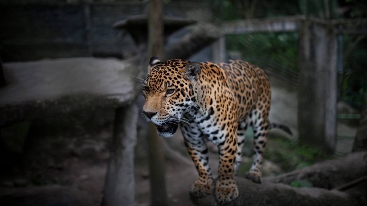 Kurtarılan hayvanlar arasında bir Jaguar (Panthera onca) da yer 