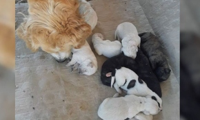 Sevimli köpek onuz doğurdu