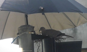 Kumru ve yavrularını sıcaktan şemsiyeyle korudular