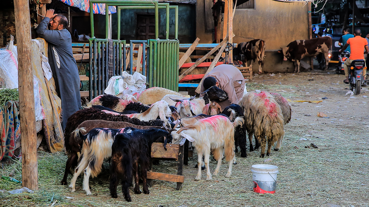 Pazarda, ülkenin bir çok bölgesinden Kahire`ye getirilen büyük ve küçükbaş hayvanların satışı yapılıyor.