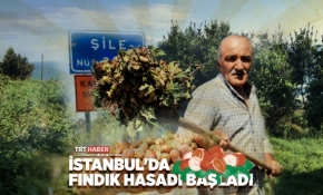 İstanbul'da fındık hasadı başladı
