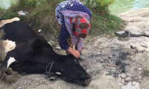 Çamurdan kurtarılan ineğini çocuğu gibi sevdi