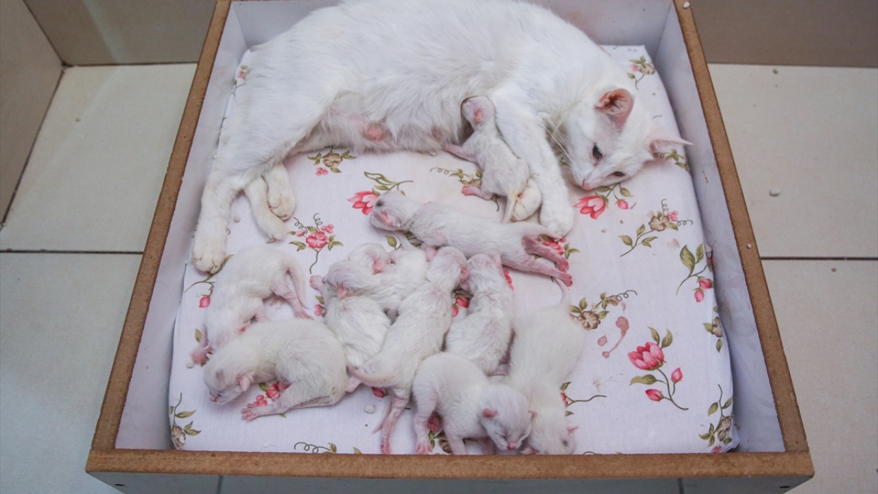 "Nazlı", bugüne kadar en fazla yavru dünyaya getiren Van kedisi olarak kayıtlara geçti. 