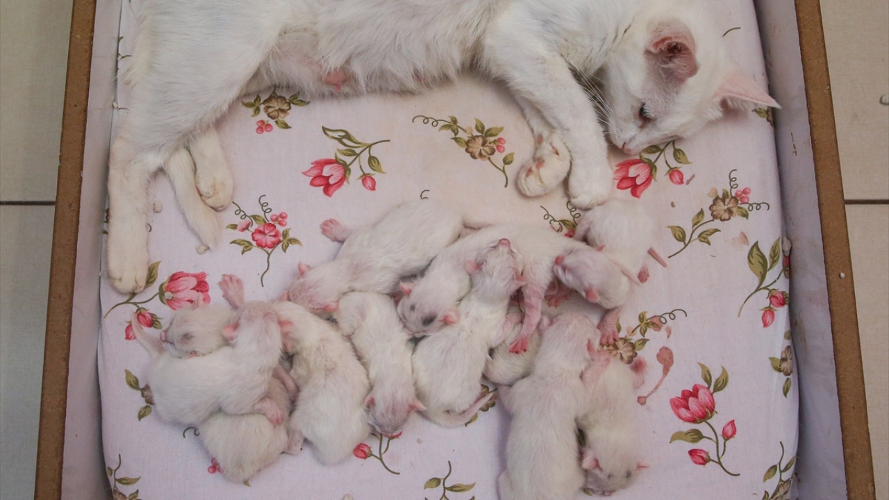 "Van kedileri ortalama 4 yavru doğruyor"