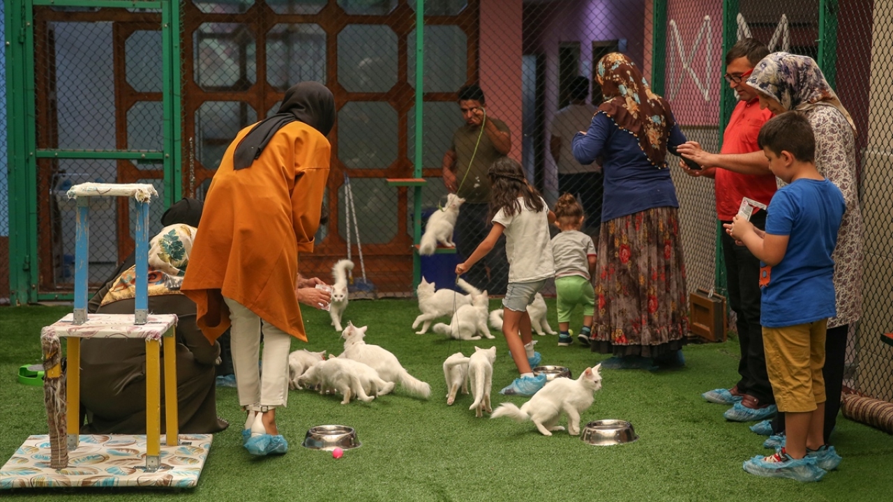 Kente gelen yerli ve yabancı turistlerin en çok ilgi gösterdiği yerlerden biri olan merkezdeki Van Kedi Villası`nda koruma altında tutulan kedilerin sayısı, yürütülen çalışmalar sayesinde sürekli artıyor.