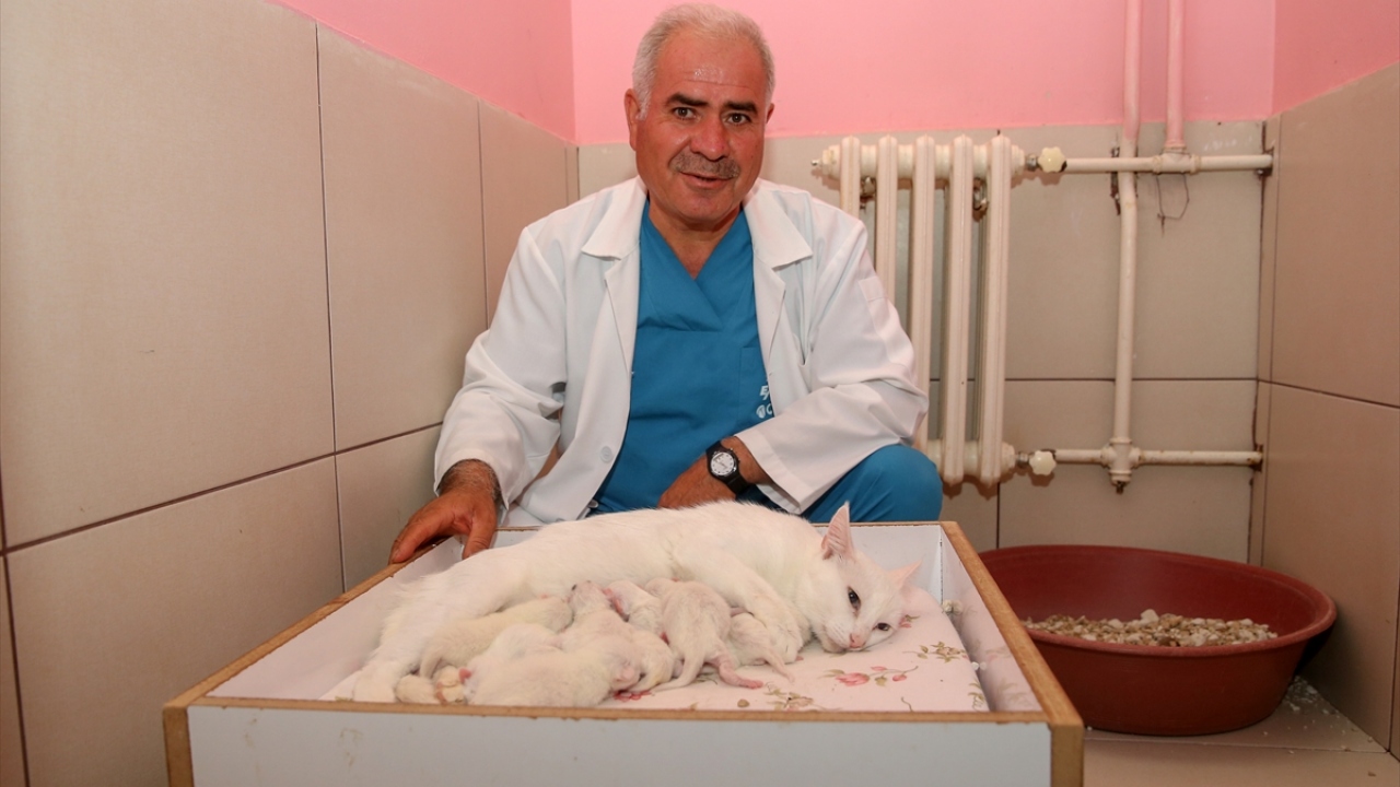 Merkez Müdürü Prof. Dr. Abdullah Kaya, Van kedisi neslinin korunması ve sayılarının artırılmasına yönelik çalışmalarda önemli sonuçlar elde ettiklerini söyledi.