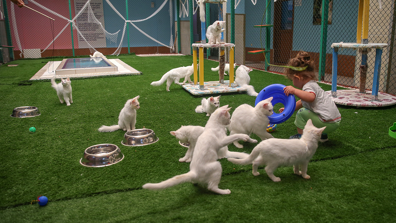 Duygusallığı, cana yakınlığı, beyaz ipeksi tüyleri, "aslan yürüyüşü" ve farklı göz renkleriyle kentin en önemli kültür varlığı arasında yer alan Van kedileri, neslinin sürdürülebilmesi için özenle korunuyor. edisi "Nazlı", tek seferde 10 yavru doğurdu.