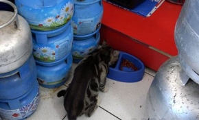 Edremit'in "kedili tüpçü"sü