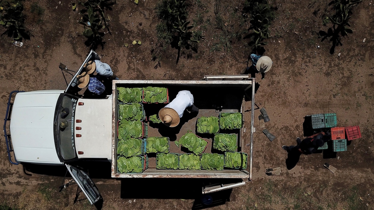 Meksika`nın simgesi durumunda. Ayrıca ülkenin bayrağında da yer alıyor.