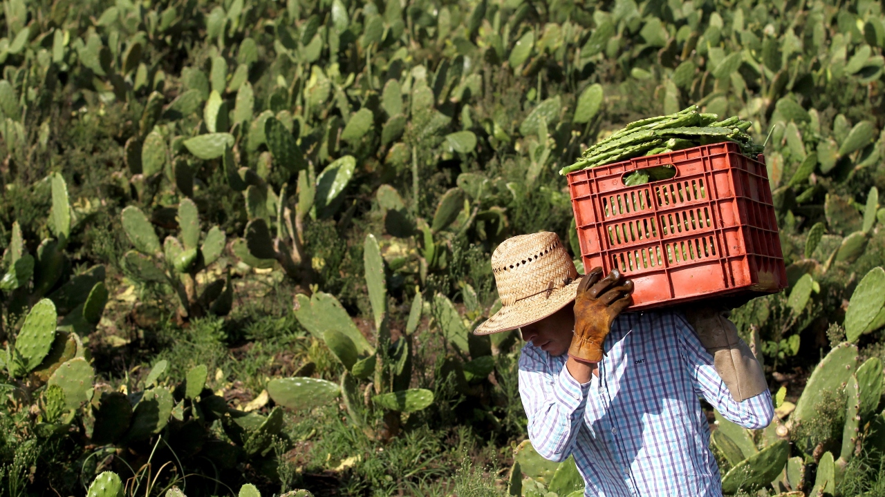 Bu ürünün, plastik atıkların azaltılması konusunda bir çözüm olabileceği söyleniyor.