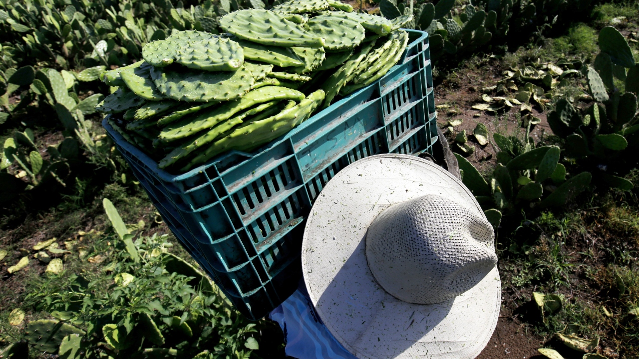 Yıl sonuna kadar çalışmalarının patentini alarak, 2020’de daha büyük ölçekli üretime geçmek istiyor. 