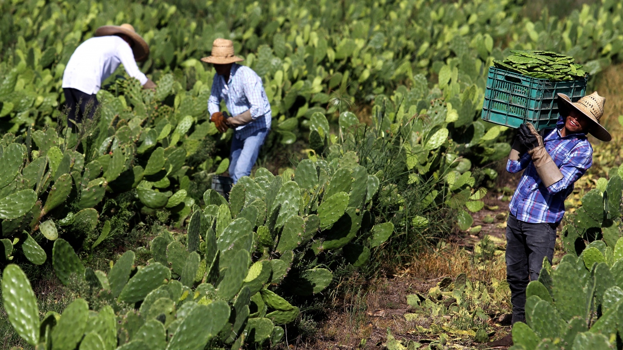 Her yıl sekiz milyon tondan fazla plastik okyanuslara karışıyor.