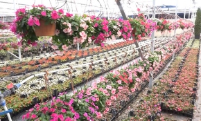 Edremit'te süs bitkileri için seralar kuruluyor