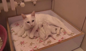 Tek seferde en çok yavru doğuran Van kedisi Nazlı