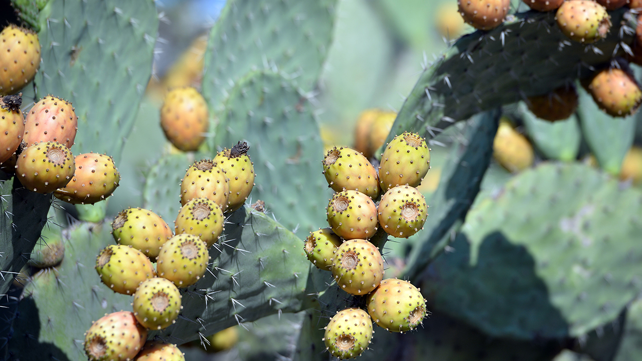 Hem görünüşü hem de tadıyla ilgi çeken dikenli incir, halk arasında "Kaynana dili" olarak da biliniyor.