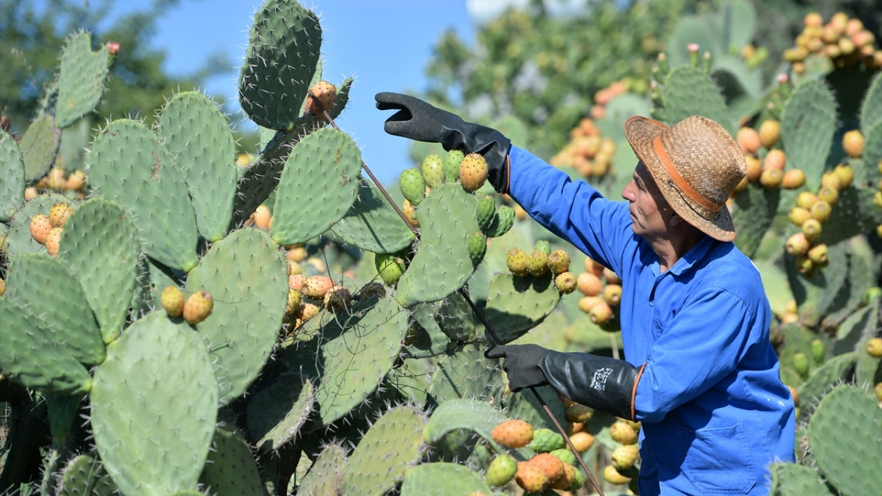 Temmuz ve ağustos aylarında olgunlaşan kaktüslerden toplanan meyve, çevresinin 10 santimetreyi bulabilen sert dikenlerle çevrili olmasından dolayı hasadında özel bir çaba istiyor.