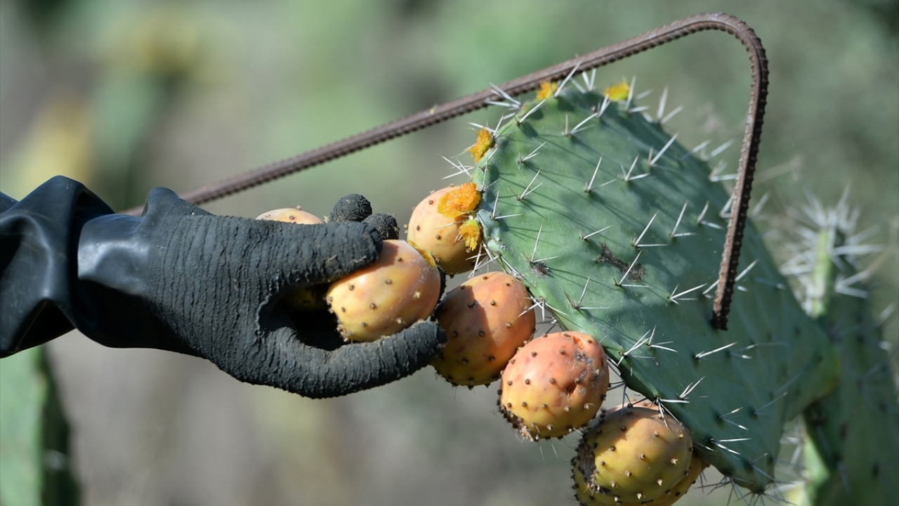 Kaktüsündeki dikenlerin yanı sıra meyvesinin etrafında da gözle görülmesi zor minik dikenler bulunduran dikenli incir, rüzgarda dikenlerin uçarak zarar vermemesi için çiftçiler tarafından havanın sakin olduğu sabahın erken saatlerinde toplanıyor.