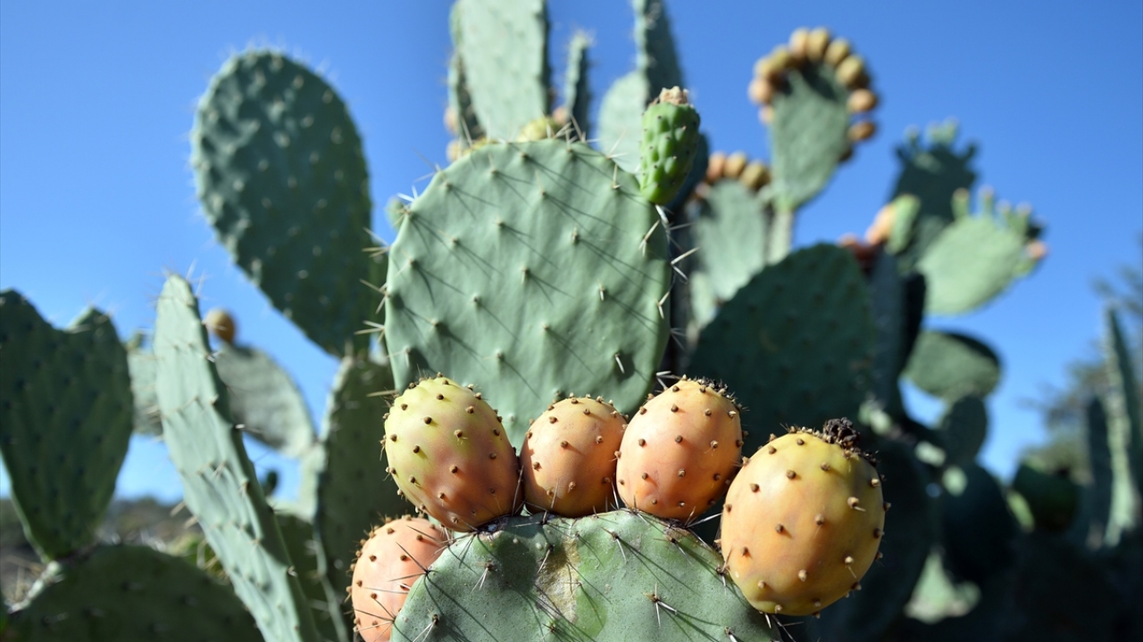 Üreticilerin, hasadı sırasında kalın kıyafet, eldiven ve demir maşalar kullandığı incirlerin, ortalama 5-6 taneye karşılık gelen bir kilogramı 2 liradan satışa sunuluyor.