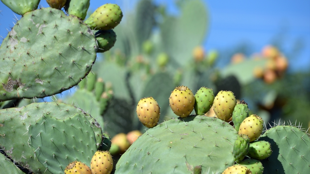 Sert kabuğundan ayrıldığında yumuşak ve tatlı meyvesi ortaya çıkan dikenli incir, tezgahlarda veya marketlerde ise tüketime hazır hale getirilip tanesi 1 liradan satılıyor.