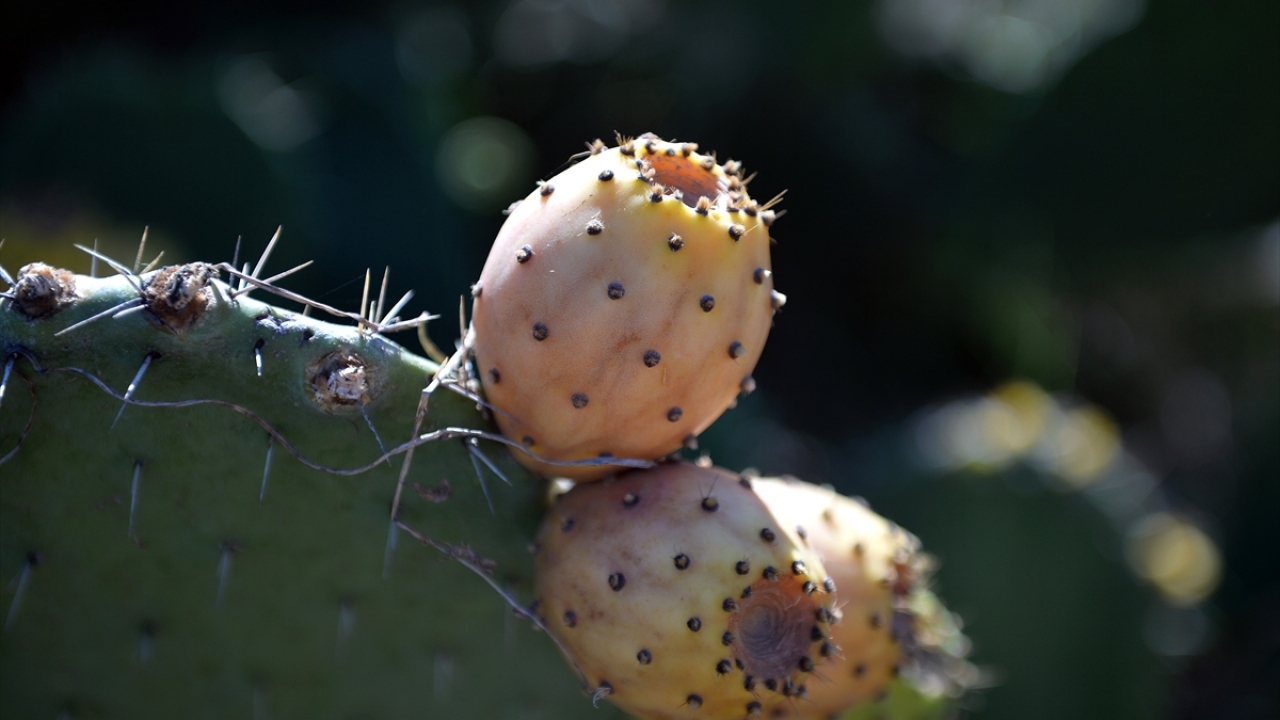 Yüksek miktarda C vitamini barındıran dikenli incir, sindirim sistemi sorunu yaşayanlar tarafından sıkça tüketilirken, tatlı, pasta ve dondurma yapımında da tercih ediliyor.
