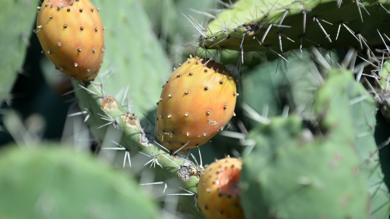 "Geçmişte çit görevi görmesi için dikildi"