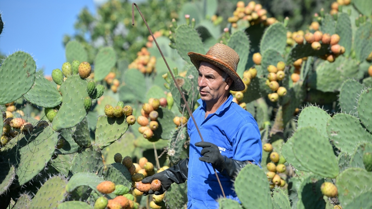 Dikenli incirin yoğun olarak yetiştirildiği Mersin`in Tarsus ilçesine bağlı Taşobası Mahallesi`nde çiftçilik yapan 54 yaşındaki Hasan Teberik, yaklaşık 6 dönüm alanda üretim yaptığını söyledi.