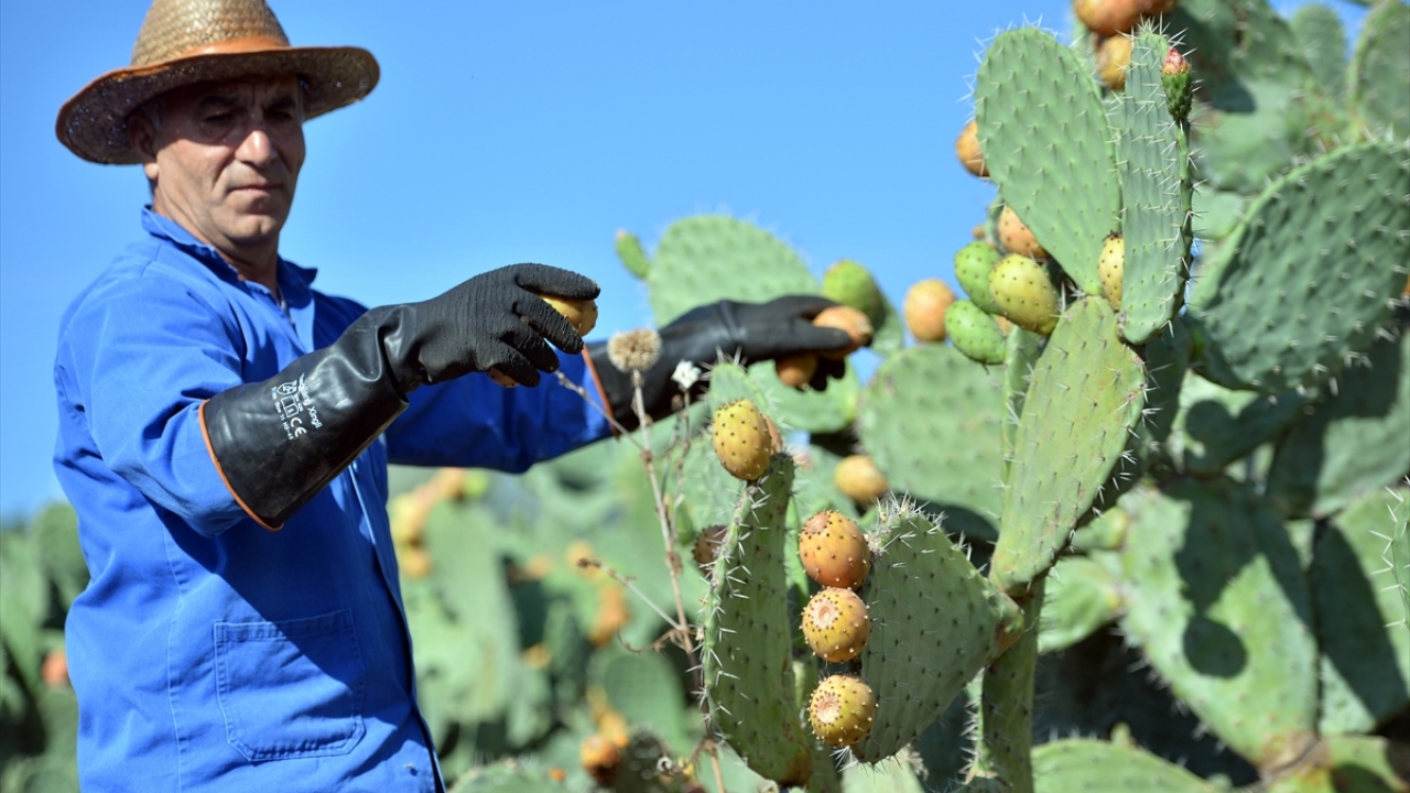 "Meyveleri sabah saat 05.00`te topluyoruz."