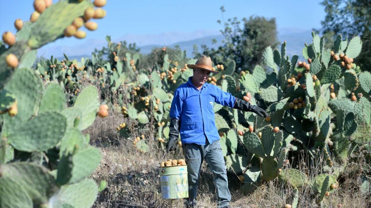 "Kendiliğinden yetişiyor"