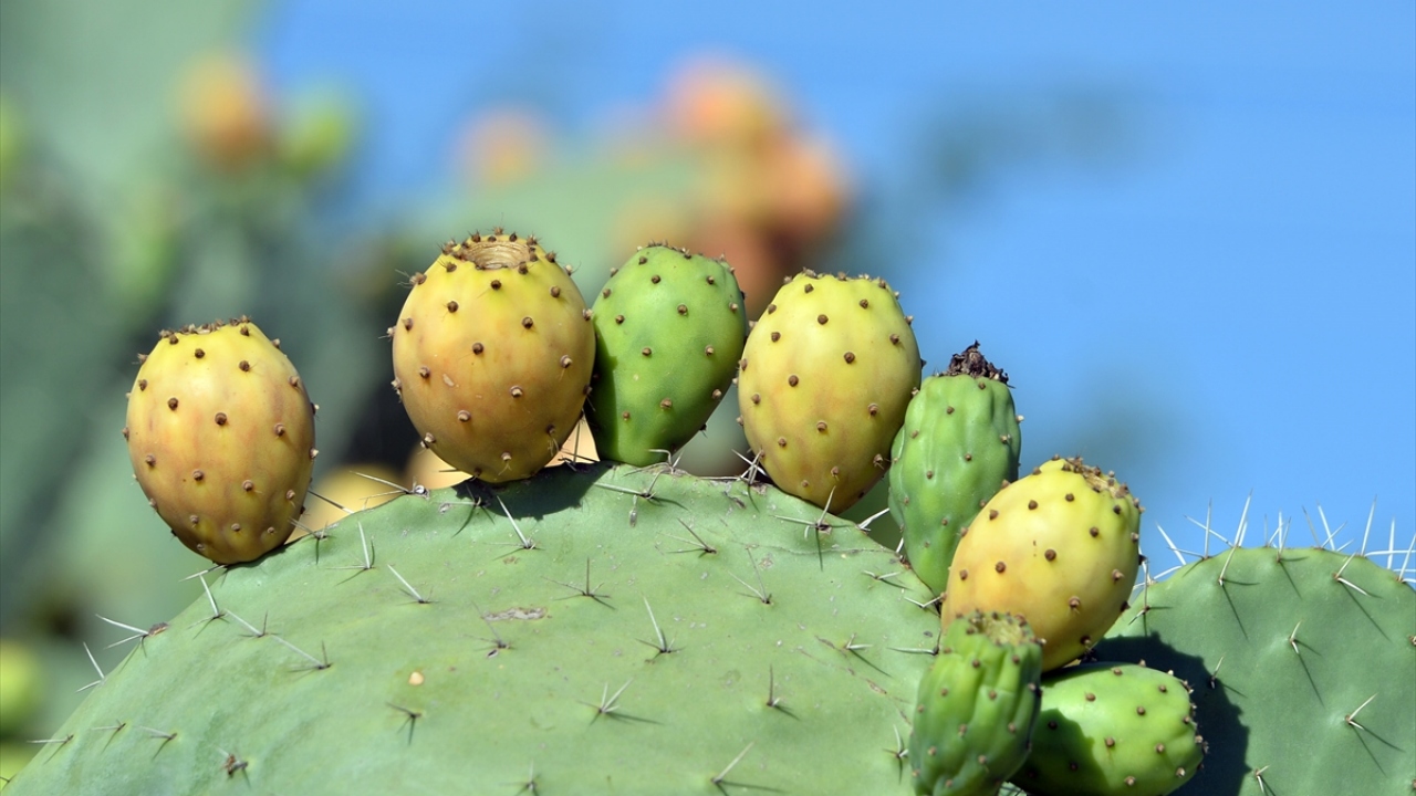 Tarsus Ziraat Odası Başkanı Veyis Avcı da dikenli incirin çiftçilere önemli bir ekonomik katkı sağladığını kaydetti.