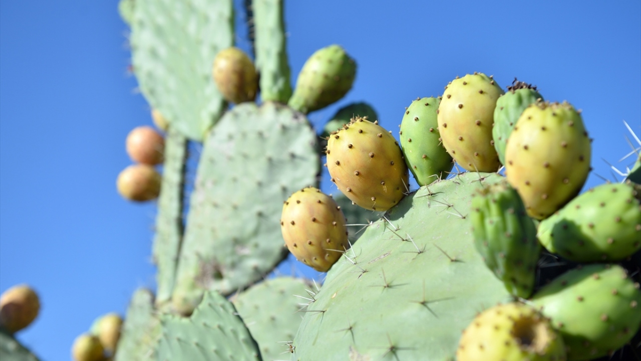 İlçedeki 40 köyde üretim yapıldığını aktaran Avcı, "İlçede çok geniş bir alana yayılan dikenli incirde bu sezon 250 bin ton rekolte bekliyoruz. Hem tadıyla hem yararıyla öne çıkan meyveyi, herkesin tüketmesini tavsiye ediyoruz." dedi.