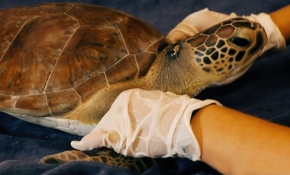 Yaralı kaplumbağalar rehabilitasyon merkezinde tedavi ediliyor